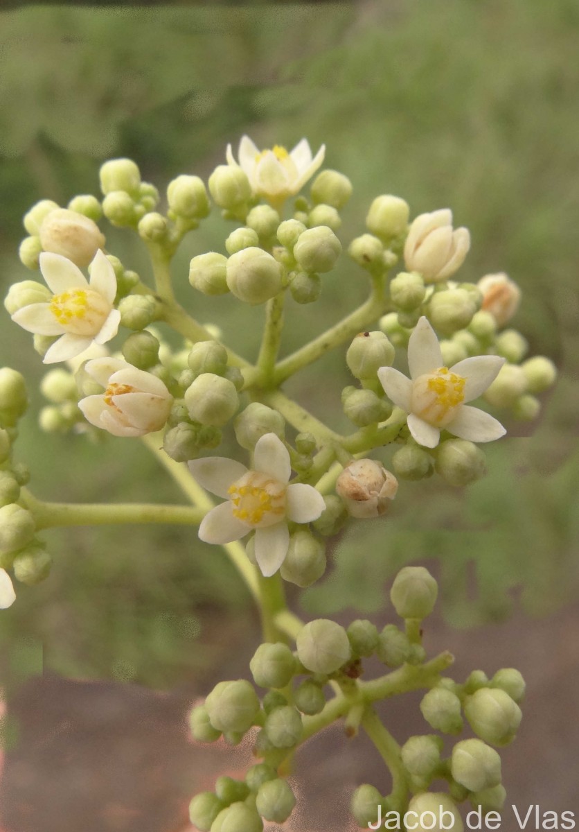 Walsura trifoliolata